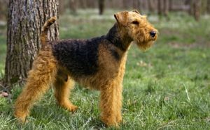 Welsh Terrier history and behavior