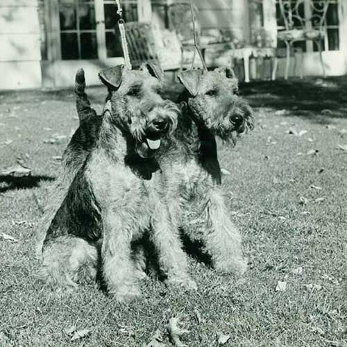 Welsh Terriers standing