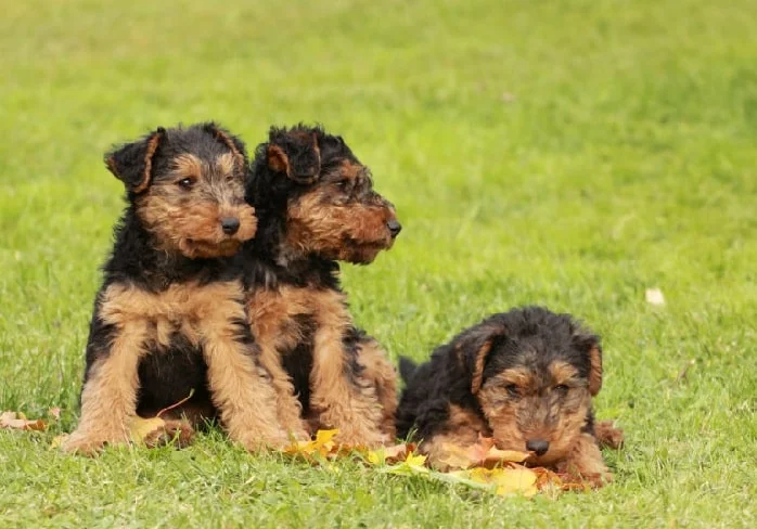 Welsh Terrier Puppy cost