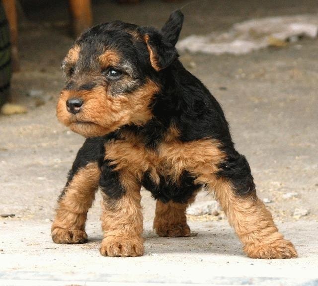 Welsh Terrier Puppy cost
