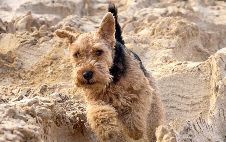 are welsh terriers friendly or dangerous to strangers