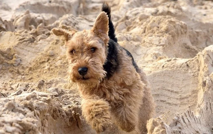 Welsh Terrier Needs A lot Of exercise.