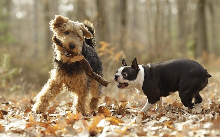 Welsh Terrier Is Easygoing Pet.