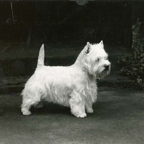 West Highland White Terrier History