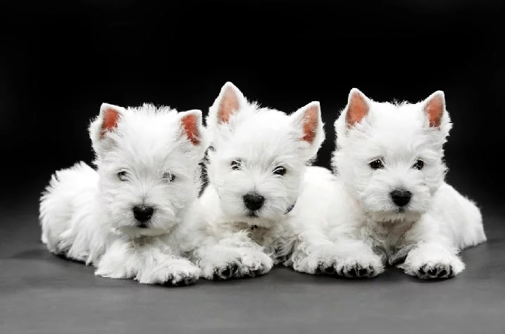 West Highland White Terrier Puppy cost