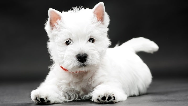 West Highland White Terrier Puppy cost