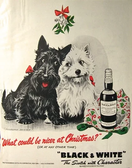 West Highland White Terrier in advertisement of whiskey