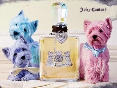 West Highland White Terrier in advertisement