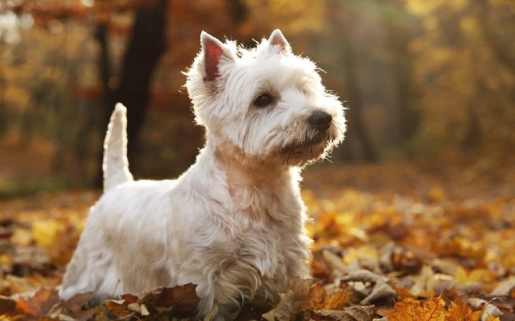 West Highland White Terrier history and behavior