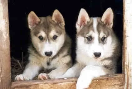 West Siberian Laika puppy cost