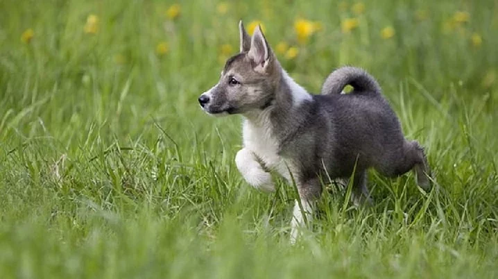 West Siberian Laika Puppy cost