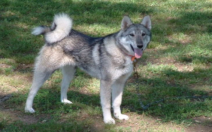 west siberian laika dog