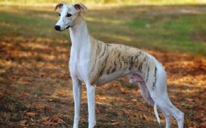 All About Whippet Dog Breed Origin Behavior Trainability