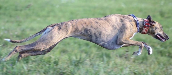 Whippets Can Run Very Fast.