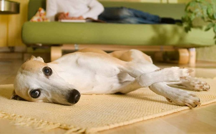 Whippet Is A Friendly Breed.