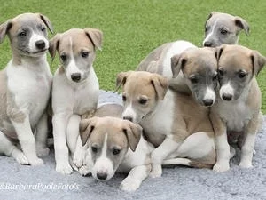 Whippet Puppy cost