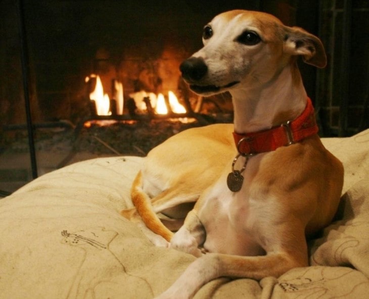 Whippet Cannot Bear Cold Weather.