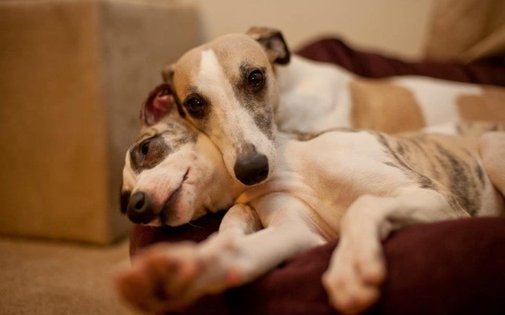 Whippet Is Friendly With Other Dogs.