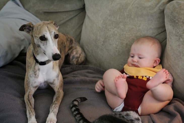 Whippet Is Gentle With Kids.