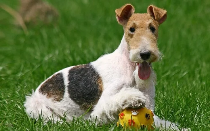 Wire Fox Terrier Is A Playful Breed.