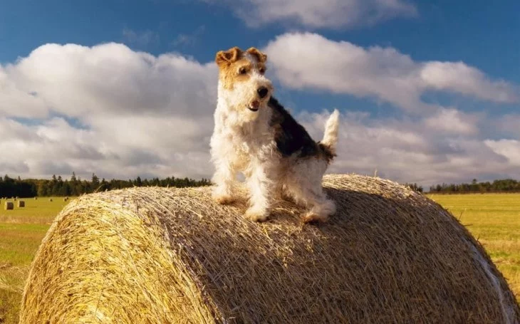 Wire Fox Terrier Is An Active Breed.