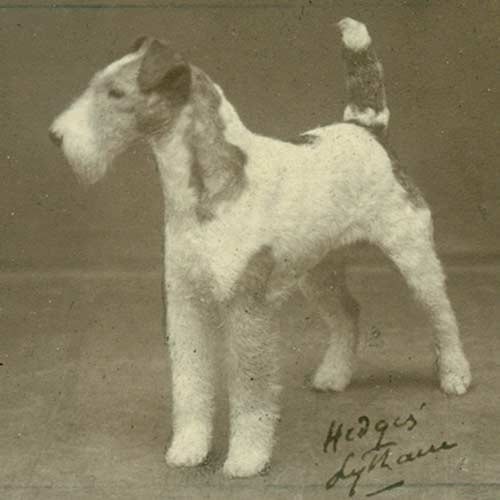 Wire Fox Terrier history