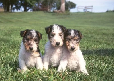 Wire Fox Terrier puppy cost