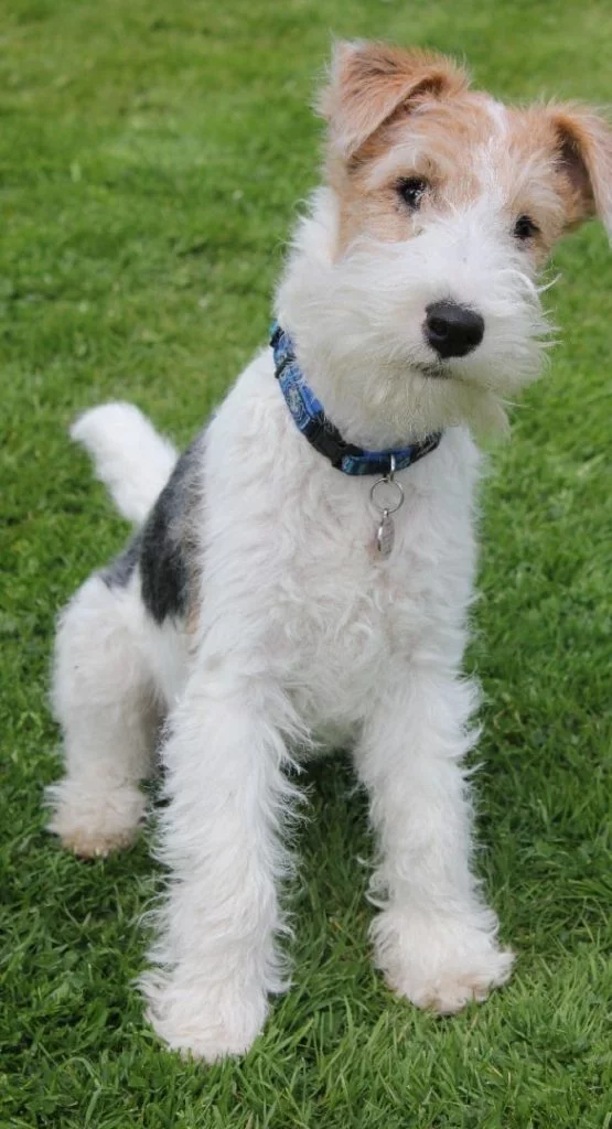 Wire Fox Terrier puppy cost