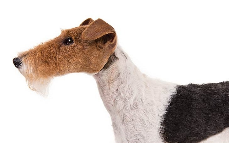 wire fox terrier training