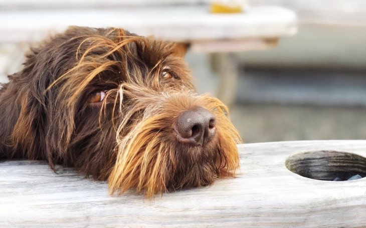 wirehaired pointing griffon dog