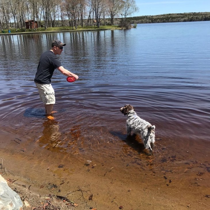 Wirehaired Pointing Griffon Is Loving Breed.