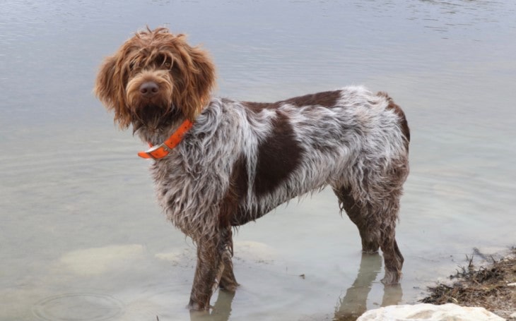 Wirehaired Pointing Griffon Is A Happy Dog.