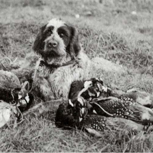 Wirehaired Pointing Griffon with its prey