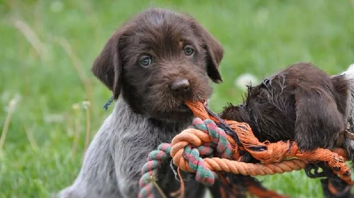 Wirehaired Pointing Griffon Puppy cost