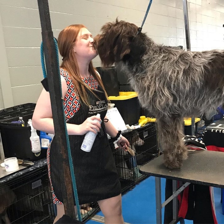 Wirehaired Pointing Griffon  IS An Easygoing Breed.