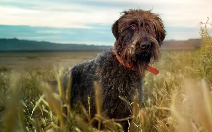 Wirehaired Pointing Griffon history adn behavior