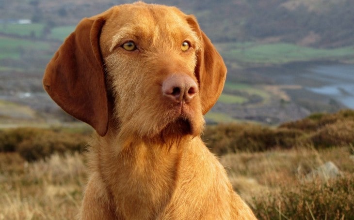 are wirehaired vizsla good with kids