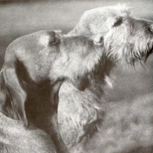 Wirehaired Vizsla History