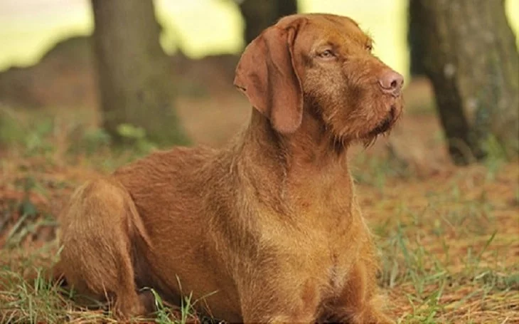 Wirehaired Vizsla history and behavior