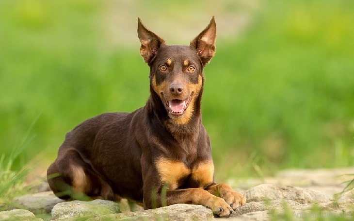 Working Kelpie temperament and personality