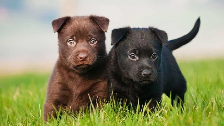 Working Kelpie Puppy cost
