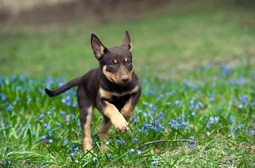 Working Kelpie Puppy cost