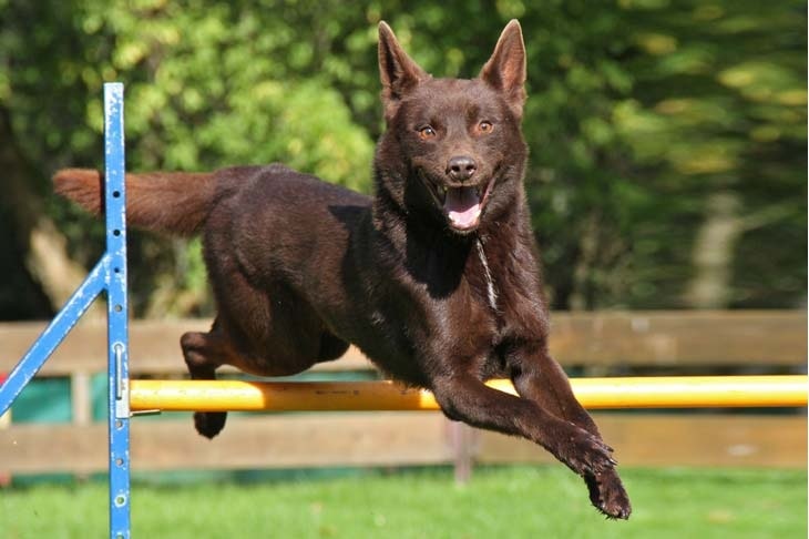 Working Kelpie agility