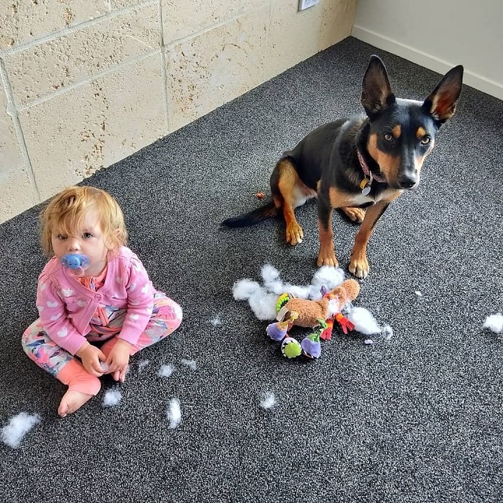 Working Kelpie is child friendly