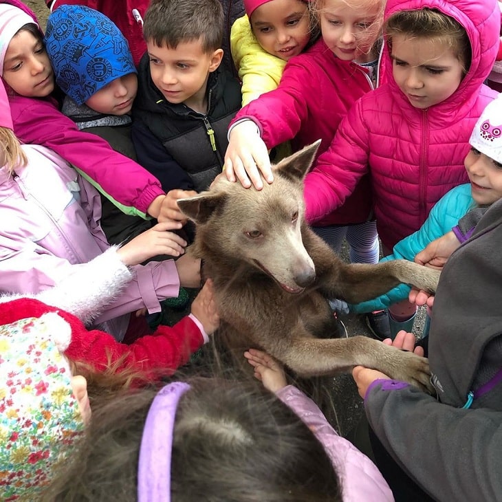 Working Kelpie is child friendly