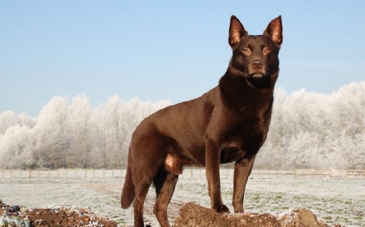 Working Kelpie history and behavior