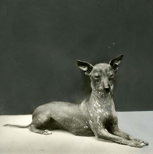 Xoloitzcuintli history