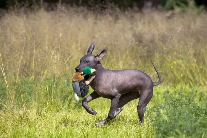 Xoloitzcuintli playing with a toy