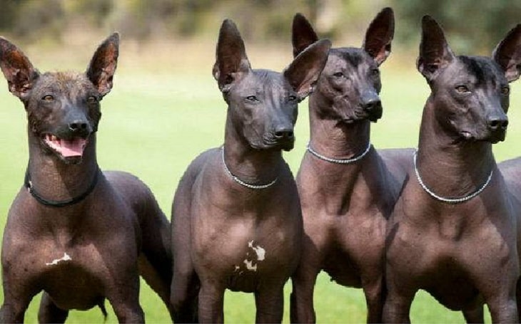 xoloitzcuintli dog