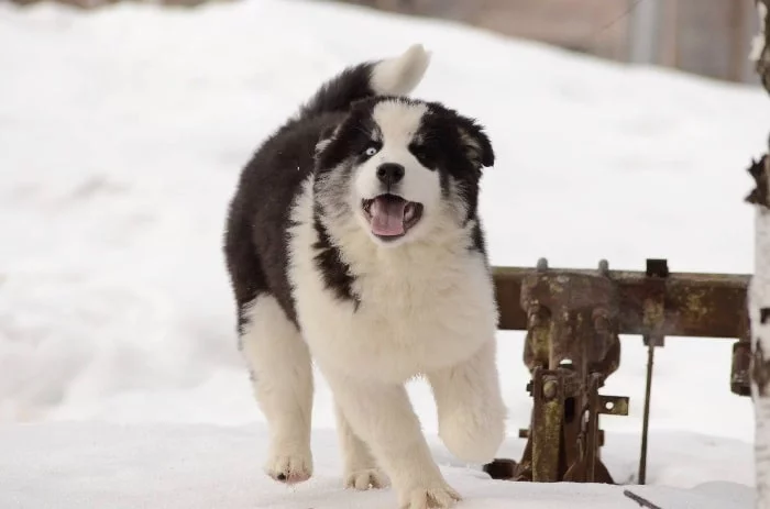 Yakutian Laika Puppy cost